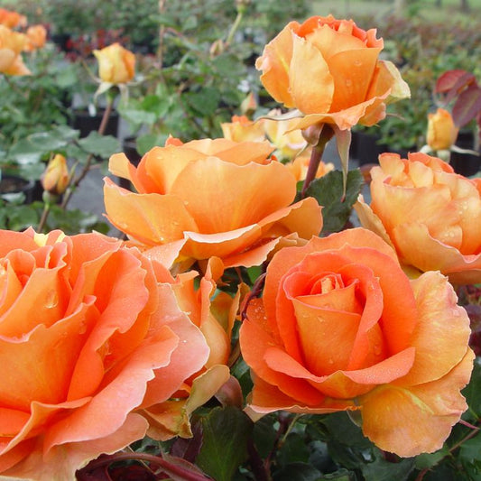 Brass Band Floribunda 2ft patio standard