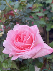 Bridal Pink 2ft Patio Standard (Bare-rooted)