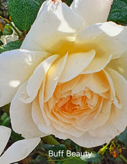 Buff Beauty Climbing Bareroot