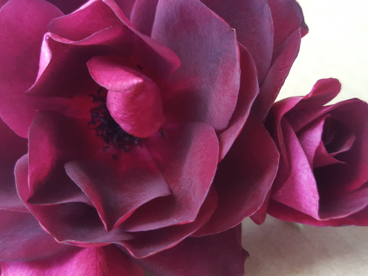 Burgundy Iceberg - Floribunda Rose