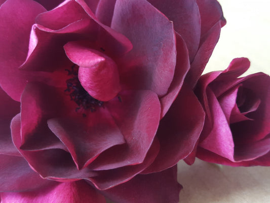 Burgundy Iceberg - Floribunda Rose