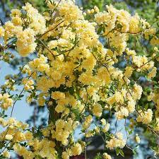 Banksiae Lutea