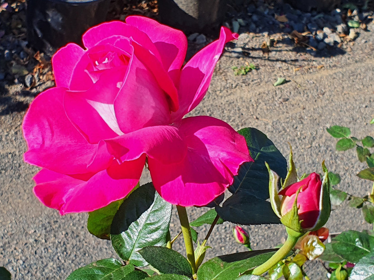 Baronne E. De Rothschild - Hybrid Tea