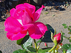 Baronne De Rothschild - Hybrid Tea (bare rooted)