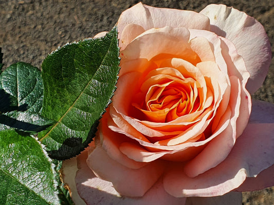 Bengali - Modern Shrub (bare rooted)