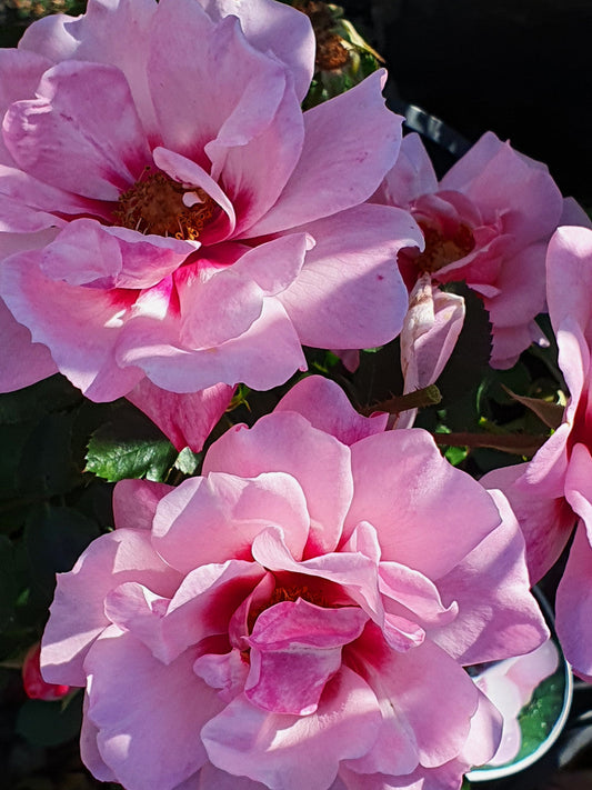 Berry Delightful - Modern Shrub (bare rooted)