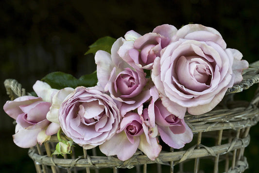 Blue Emotion - Delbard Rose
