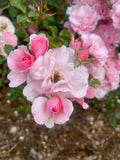 Bonica Floribunda Bush Rose