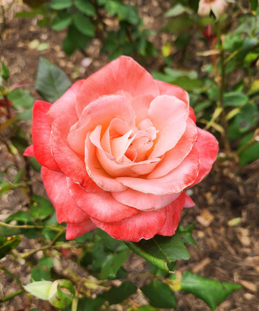 Brigadoon (Bareroot)