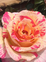 Cabana Floribunda New Release Bush Rose