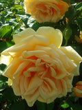 Candlelight - Modern Shrub