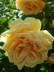 Candlelight - Modern Shrub