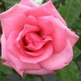 Carina Hybrid Tea 2ft standard