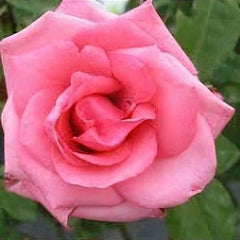 Carina Hybrid Tea 2ft standard (Bareoot)