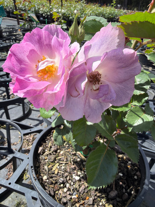 Blue For You - Modern Shrub