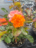 Parkinson Passion Floribunda New Release Bush Rose