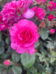 Brindabella Redstar (Bareroot)