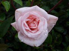 Cecile Brunner - Old Fashioned Shrub