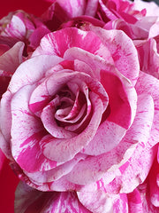 Cherry Blossom New Release Bush Rose