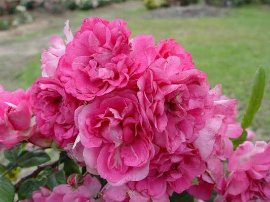 China Doll Floribunda 2ft patio standard