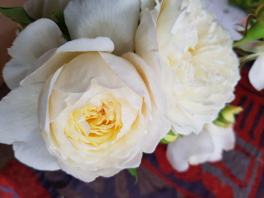 Claire Austin - David Austin - Climbing Rose (bare rooted)