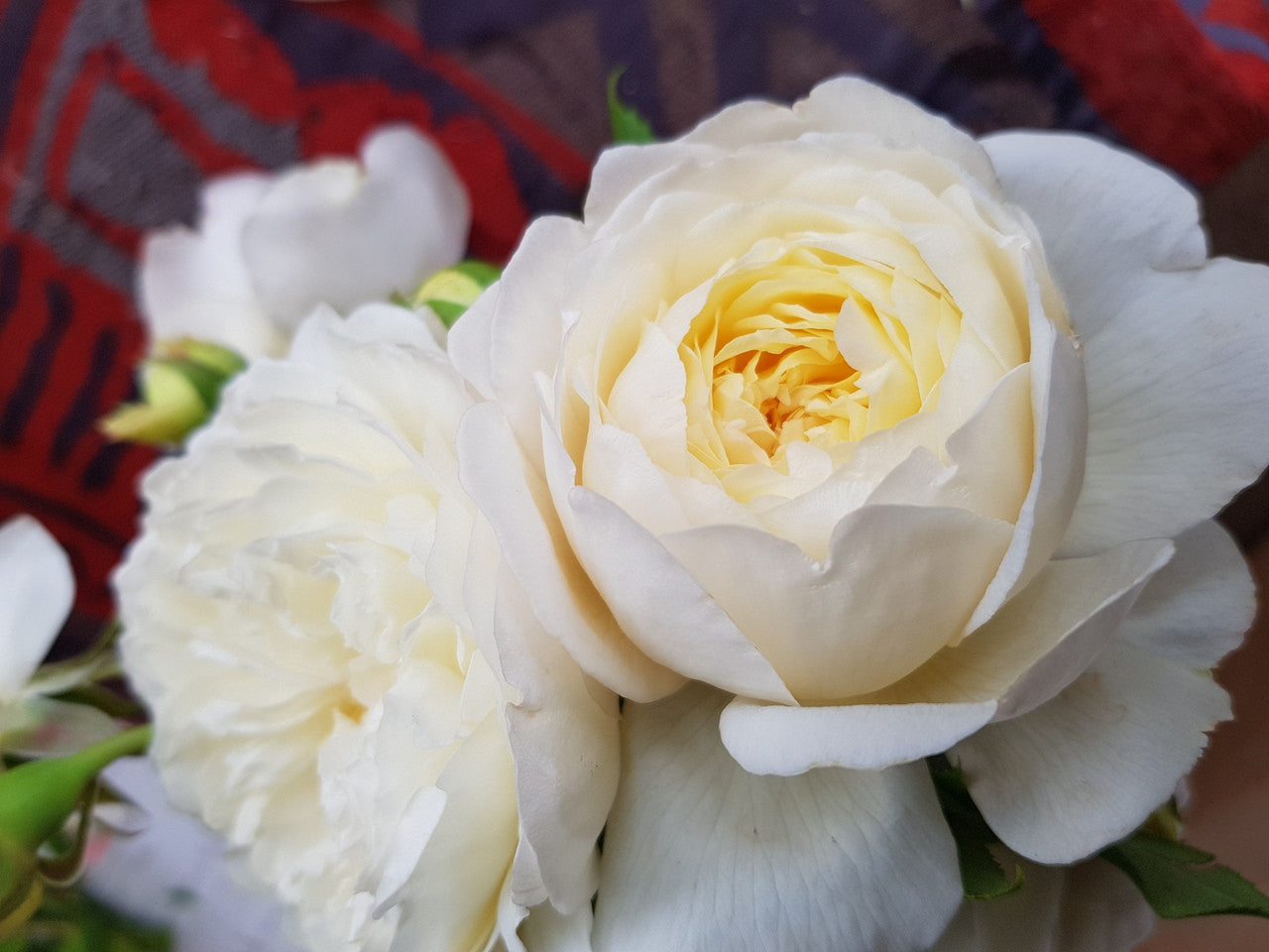 Claire Austin (Ausprior) - New Release David Austin (Climbing) Rose