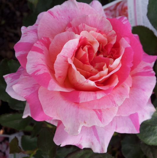 Claude Monet - Delbard Rose