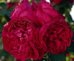 Red Pierre - Climbing Rose (bare rooted)