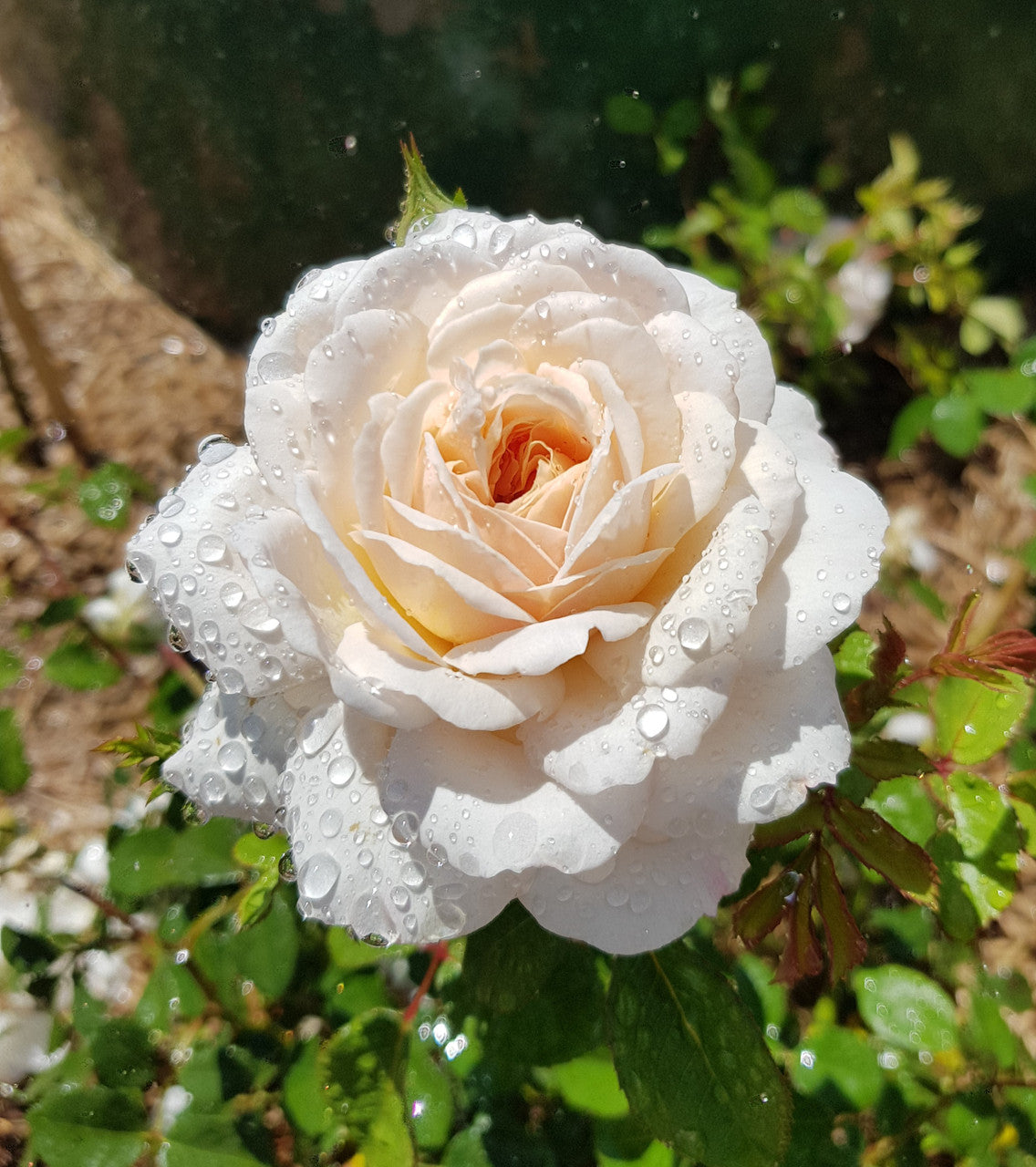 Crocus Rose - David Austin Rose