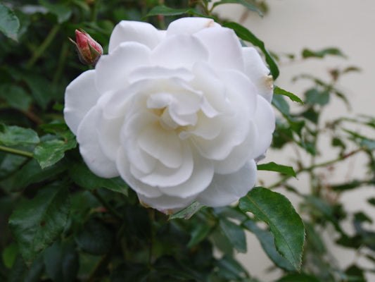 Iceberg - Climbing Floribunda Rose (bare rooted)