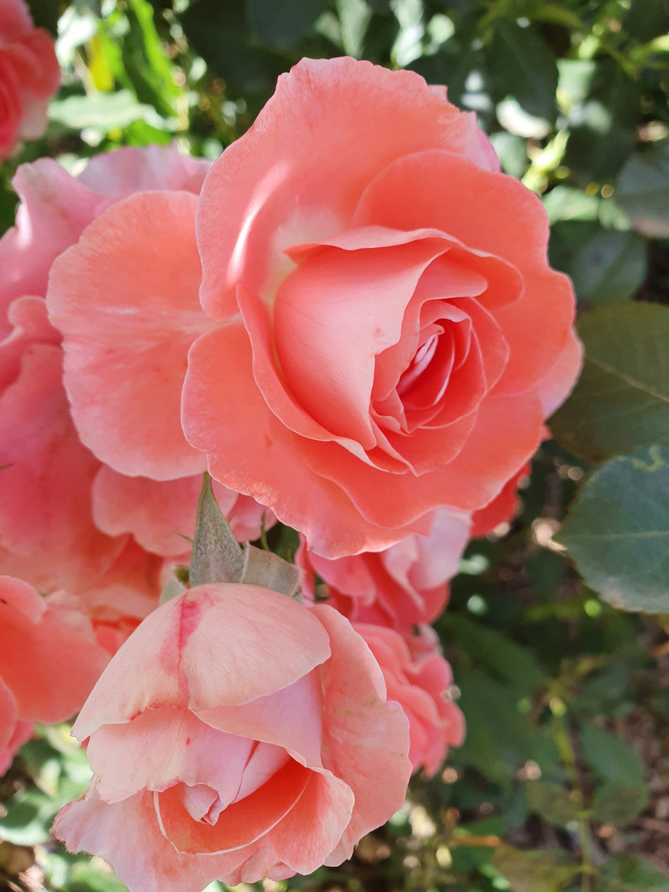 enc-celine-delbard.jpg enc-celine-delbard.jpg