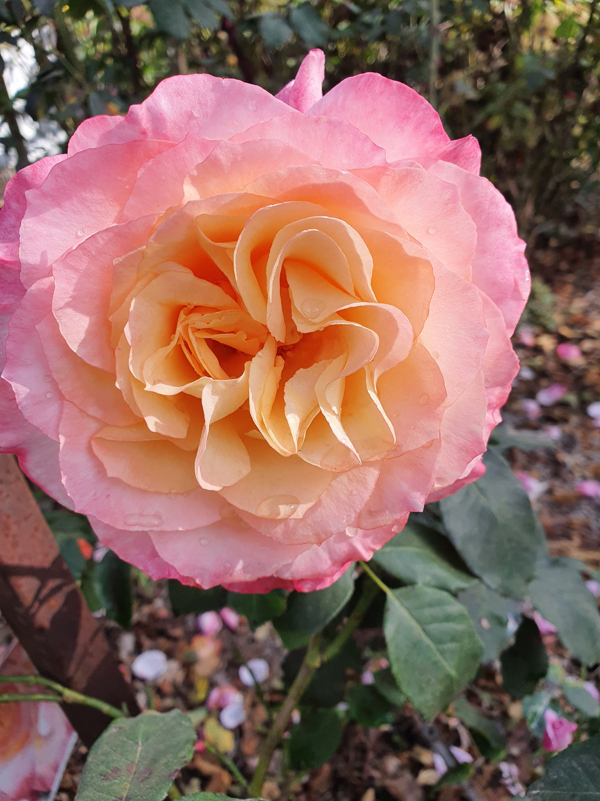 Chicago Peace Hybrid Tea Bush Rose