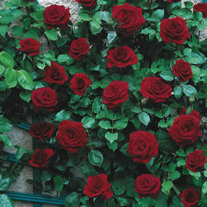 Black Boy - Climbing Rose