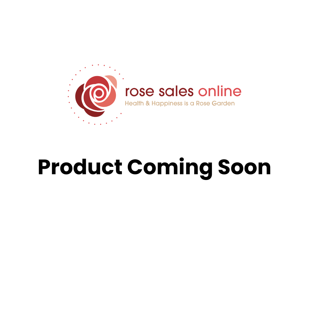 Unconditional Love New Release Bush Rose