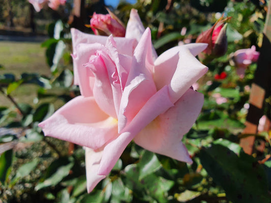 Compassion - Climbing Rose (bare rooted)