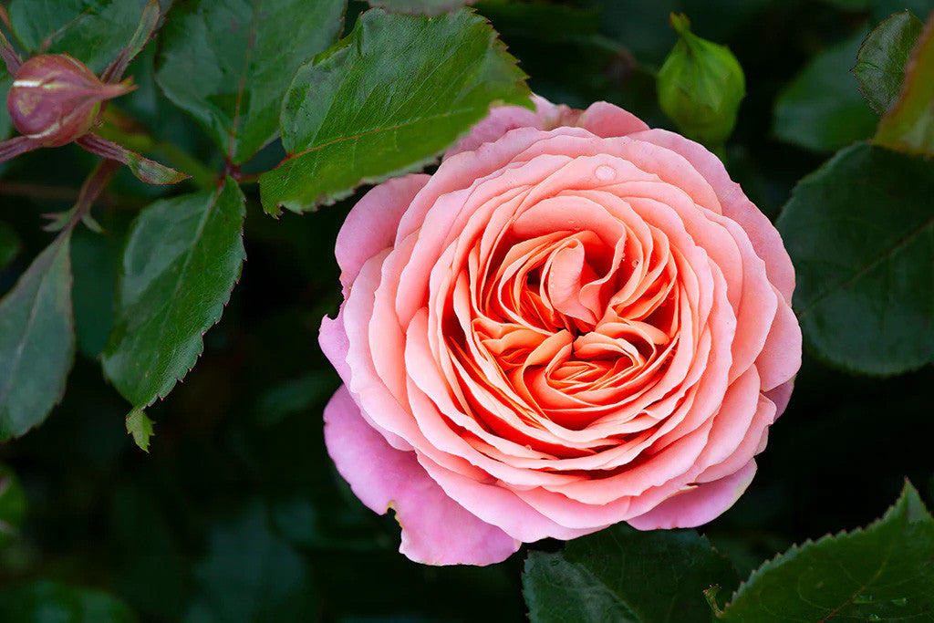 Coral Lion's Rose - Floribunda