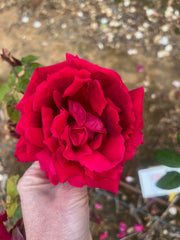 Crimson Glory Climbing Bareroot