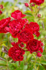 Crimson Siluetta (New Release Climbing) Bush Rose