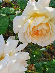 Crocus David Austin - Rose Bareroot
