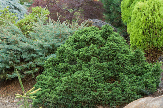 Cryptomeria japonica Tansu