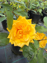 Kellys Gold Floribunda Bush Rose