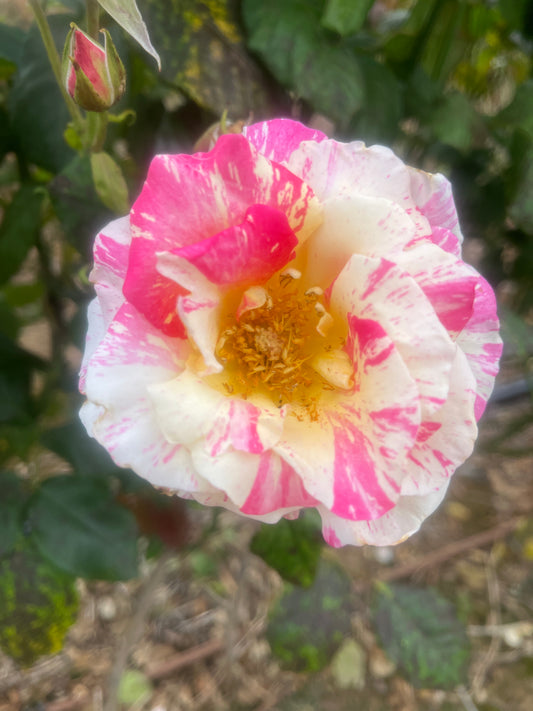 Cabana Floribunda New Release Bush Rose