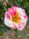 Cabana Floribunda New Release Bush Rose