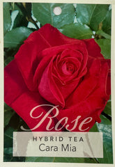 Cara Mia Bush Rose (Bare-rooted)