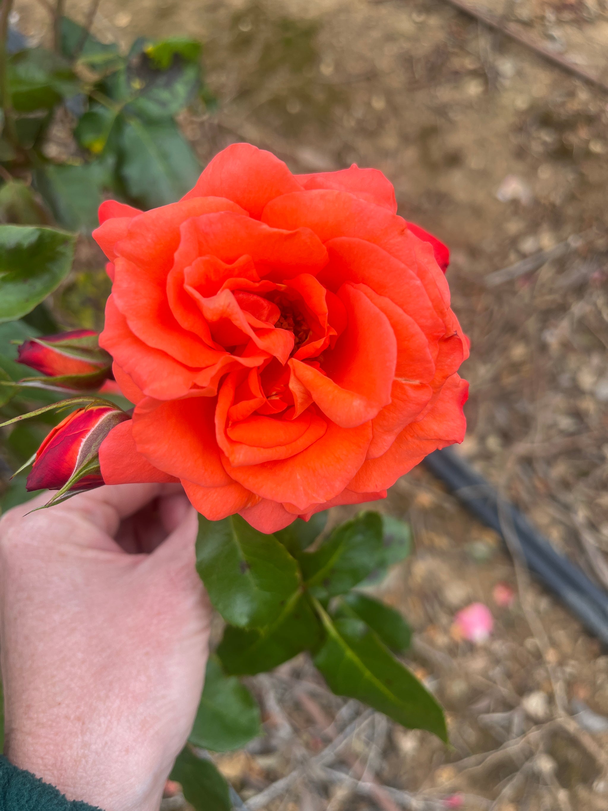 Rusticana Floribunda Bush Rose (bare-rooted)