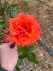 Rusticana Floribunda Bush Rose (bare-rooted)