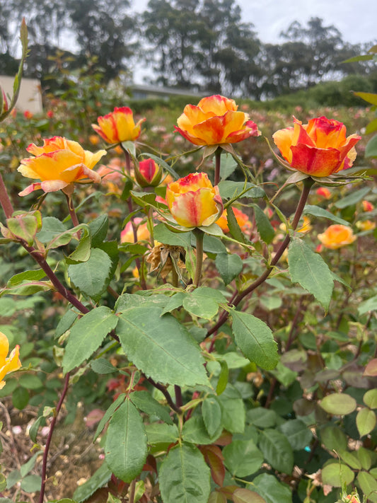 The Jubilee Rose New Release Bush Rose