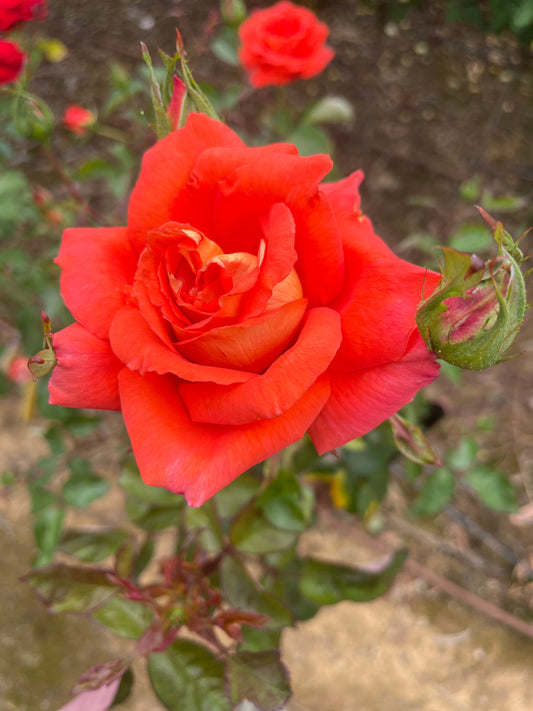Las Vegas Hybrid Tea Bush Rose