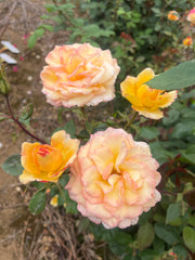 The Jubilee Rose New Release David Austin Bush Rose