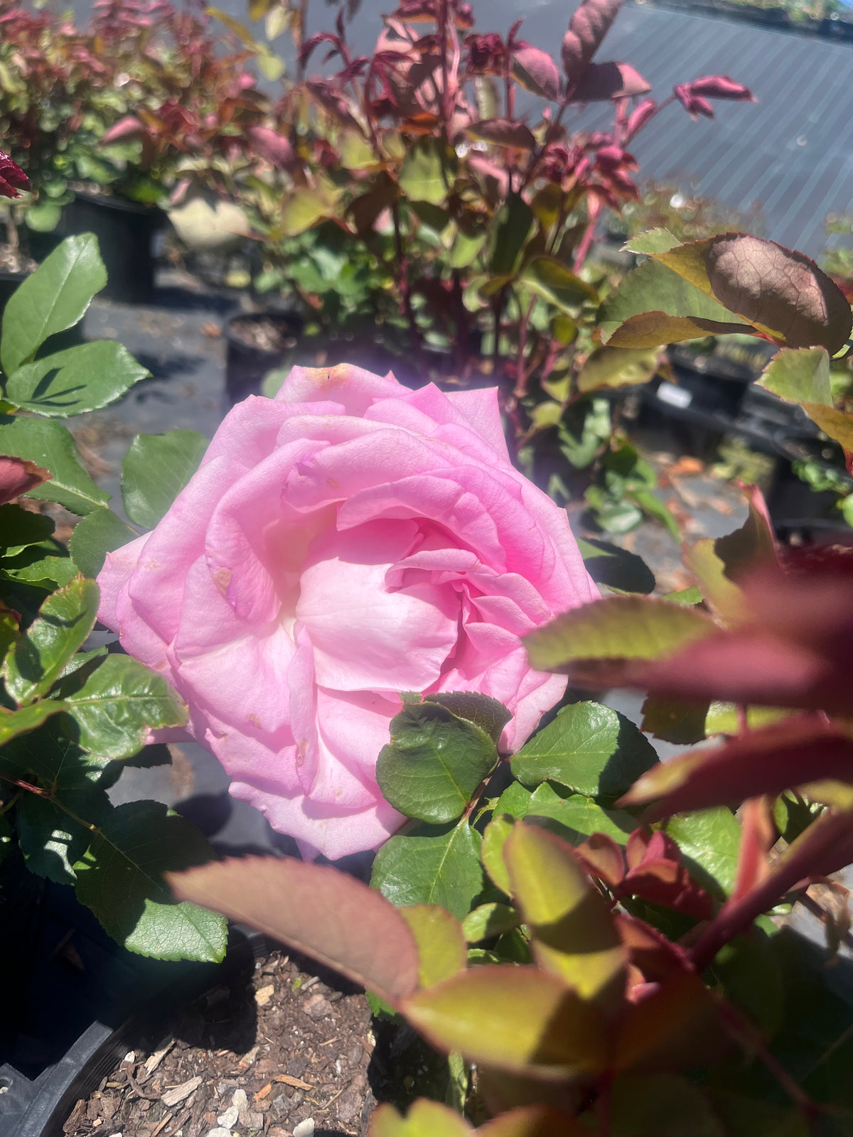 Perfume Passion - Hybrid Tea Rose